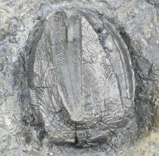 Blastoid (Pentremites) Plate - Oklahoma #25404